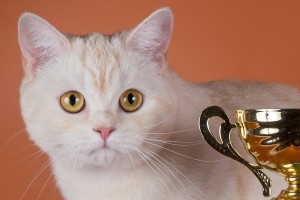 Затушеванный камео окрас британских кошек. Фото окрас камео британских кошек, котов, котят. Затушеванный камео окрас: стандарт окраса. 